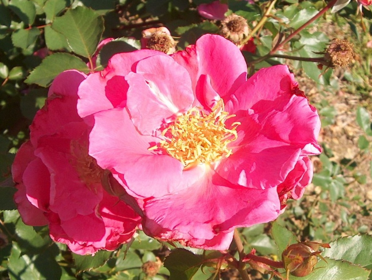Online Plant Guide Rosa 'Carefree Beauty' / Carefree Beauty Rose